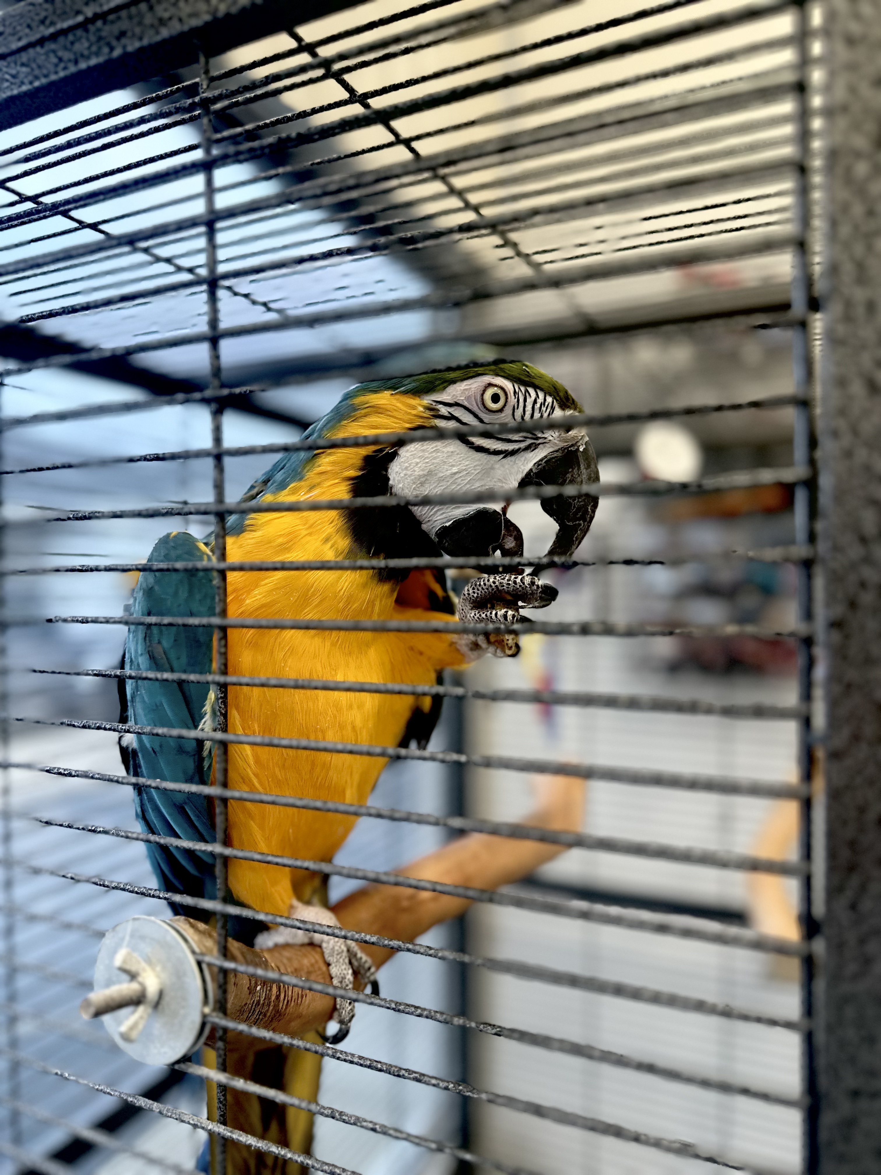 Tango, Crazy Color’s blue-and-gold macaw and shop pet